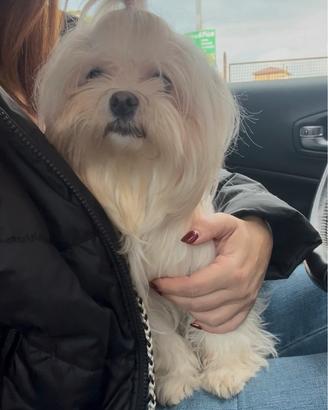 Maltese femmina con pedigree Enci