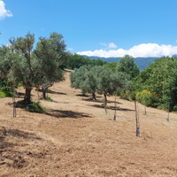 Uliveto di circa 9000 mq