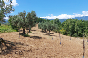 Uliveto di circa 9000 mq