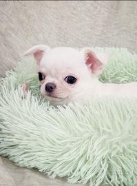 Chihuahua maschietto