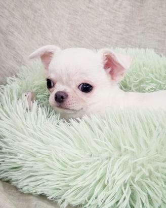 Chihuahua maschietto