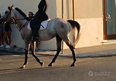 cavallo castrone