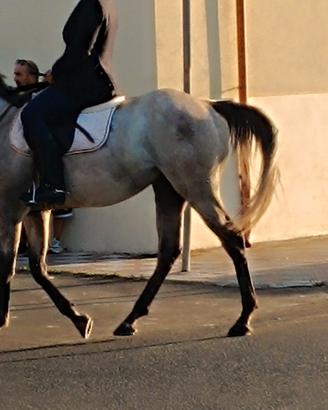 cavallo castrone