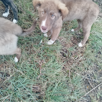 Cuccioli incroci di labrador