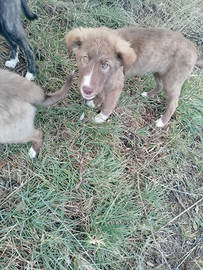 Cuccioli incroci di labrador