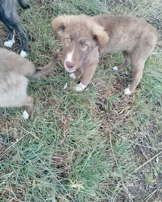 Cuccioli incroci di labrador