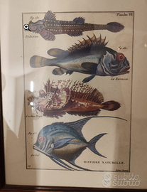 “Histoire Naturelle - Pesci” Planche 38
