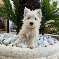 West Highland White Terrier