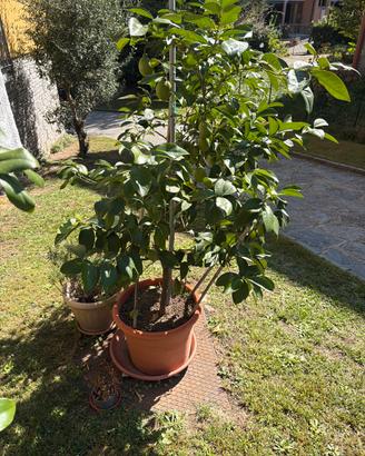 Pianta di limoni