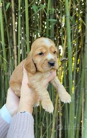 Cucciolo cocker spaniel Maschietto