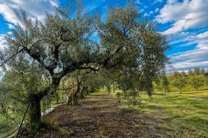 Terreno con casa da ristrutturare