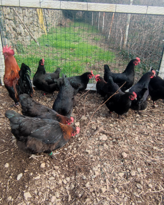 Galline