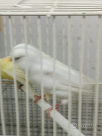 Coppia di canarini bianco e giallo