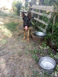 Pastore tedesco cucciolo