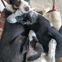Cuccioli di Border Collie
