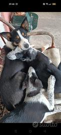 Cuccioli di Border Collie