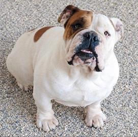 Bulldog inglese adulta