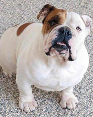 Bulldog inglese adulta