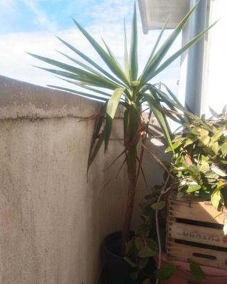 Yucca - Tronco della felicità