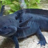 Axolotl
