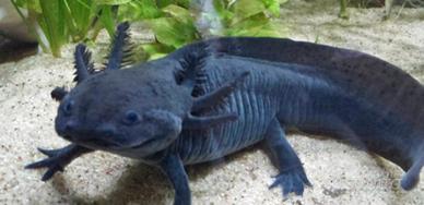 Axolotl