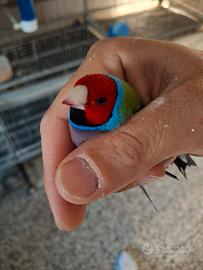 Diamante di gould