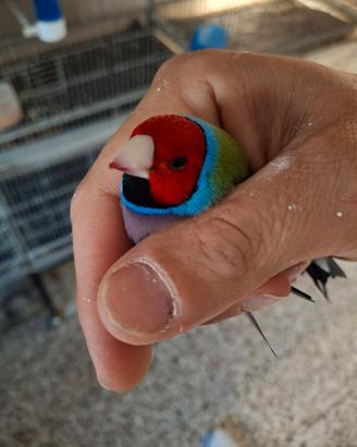 Diamante di gould