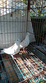 Colombi viaggiatori federazione italiana colo