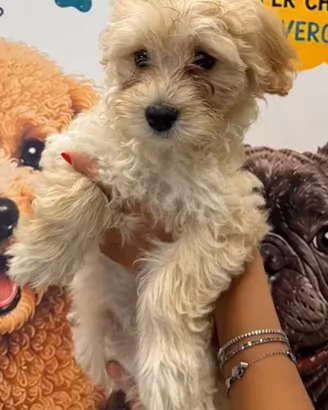 Maltipoo