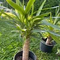 Tronchetti della felicità - Yucca