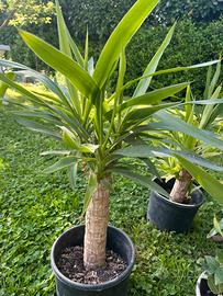 Tronchetti della felicità - Yucca