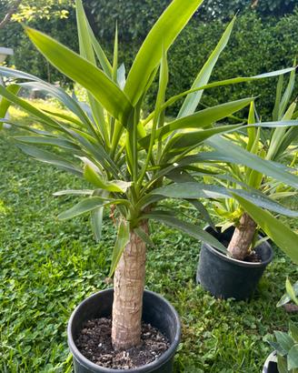Tronchetti della felicità - Yucca