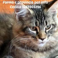 Cat sitter