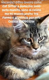 Cat sitter