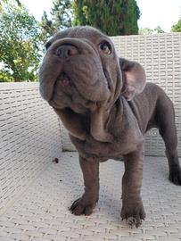 Cucciola bulldog francese Big rope blu