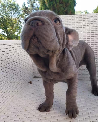 Cucciola bulldog francese Big rope blu