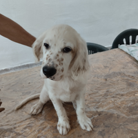 Cucciolo setter