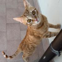 Gattino maschio dolcissimo