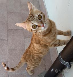 Gattino maschio dolcissimo