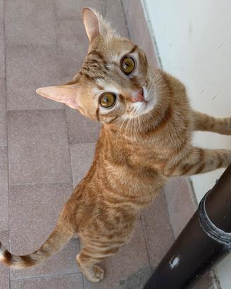 Gattino maschio dolcissimo