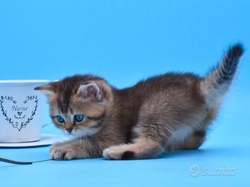Femmina British Shorthair
