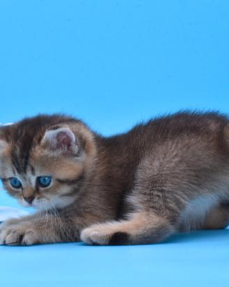 Femmina British Shorthair