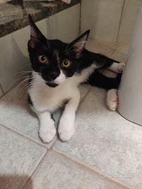 Tedy gattino 2 mesi