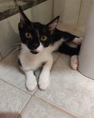 Tedy gattino 2 mesi