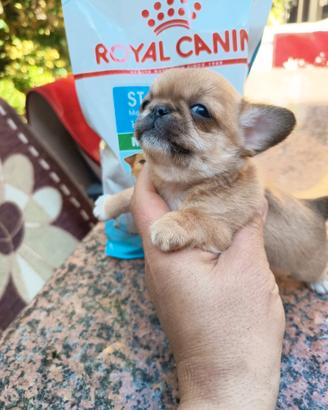 Chihuahua con pedigree