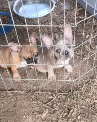 Bulldog francese lillac merle