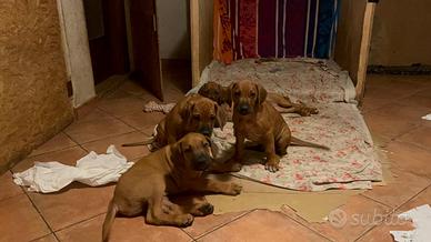 Cuccioli di Rhpodesian-Ridgeback