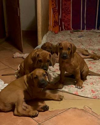 Cuccioli di Rhpodesian-Ridgeback