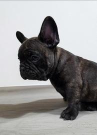 Cuccioli bulldog francese