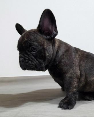 Cuccioli bulldog francese